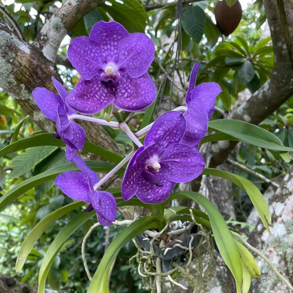 goodnovel comment avatar