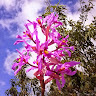 goodnovel comment avatar