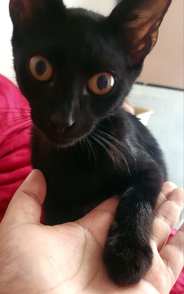 goodnovel comment avatar