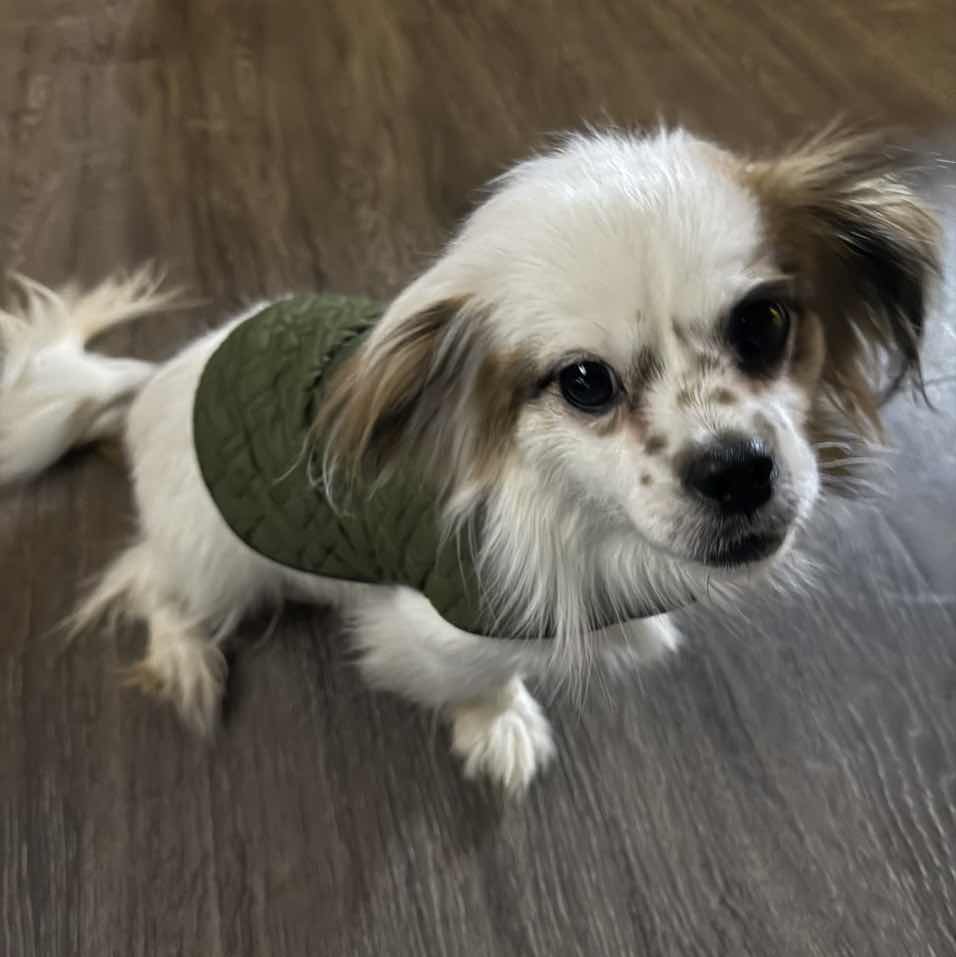 goodnovel comment avatar