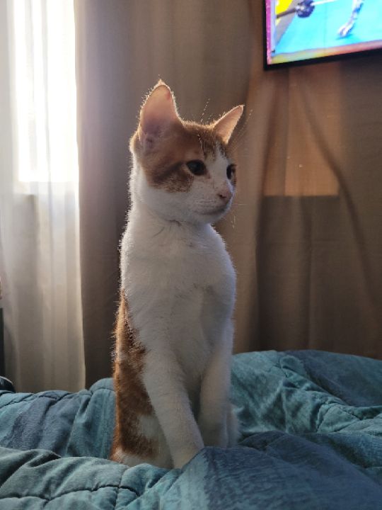 goodnovel comment avatar