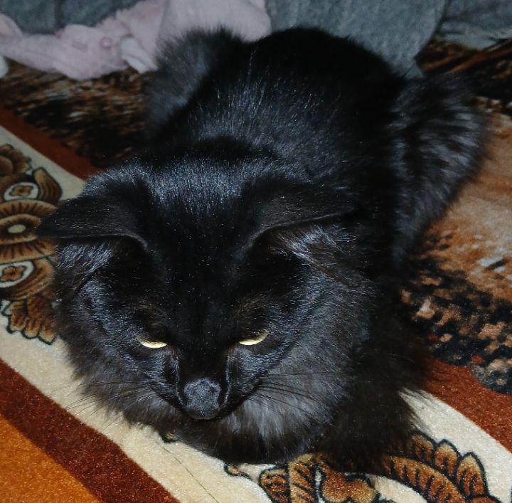 goodnovel comment avatar