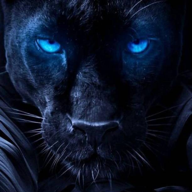 Panthera_Black
