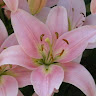 goodnovel comment avatar