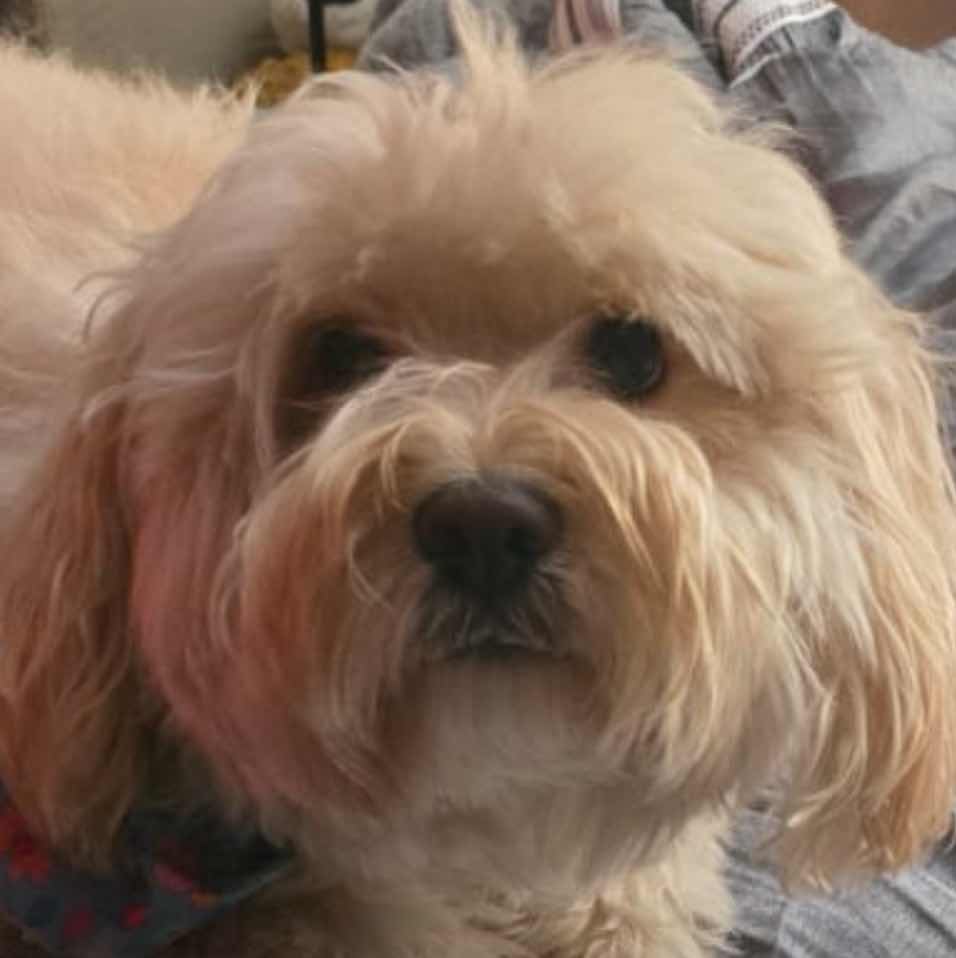 goodnovel comment avatar