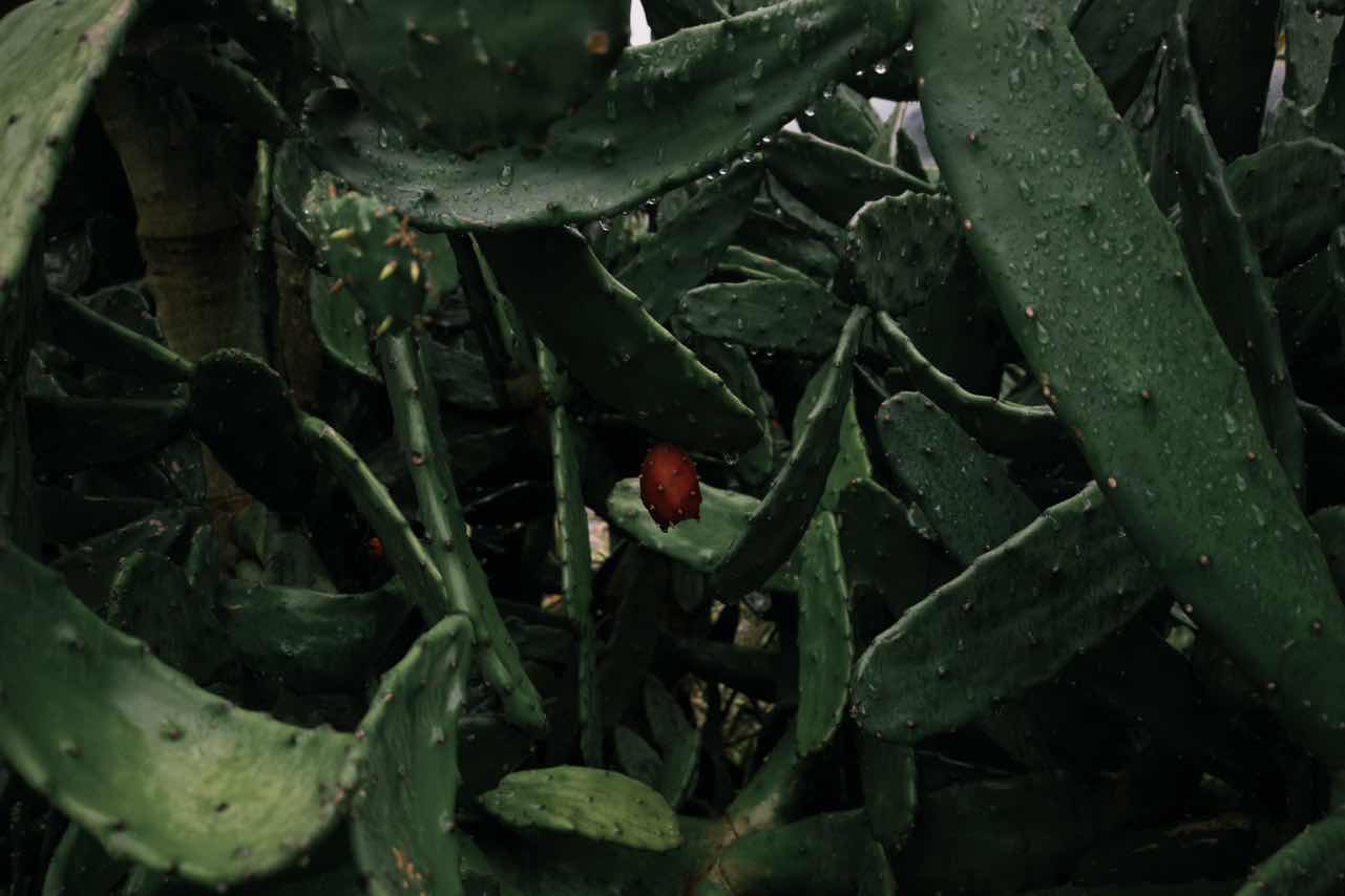 goodnovel comment avatar