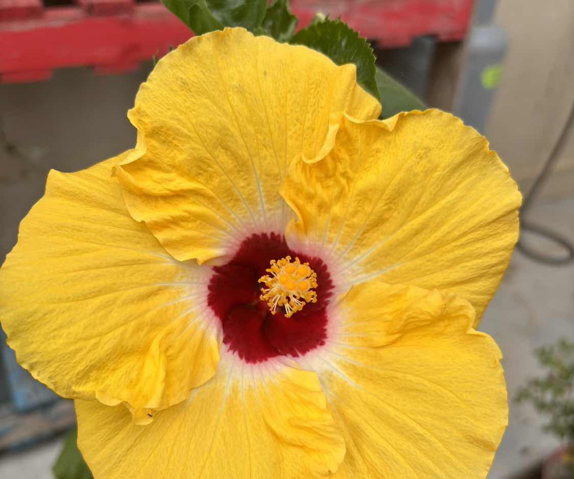 goodnovel comment avatar