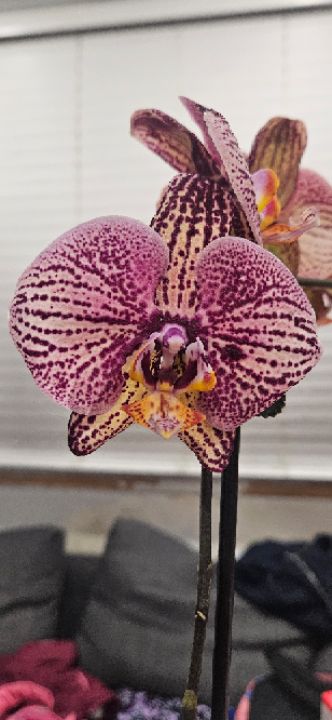 goodnovel comment avatar