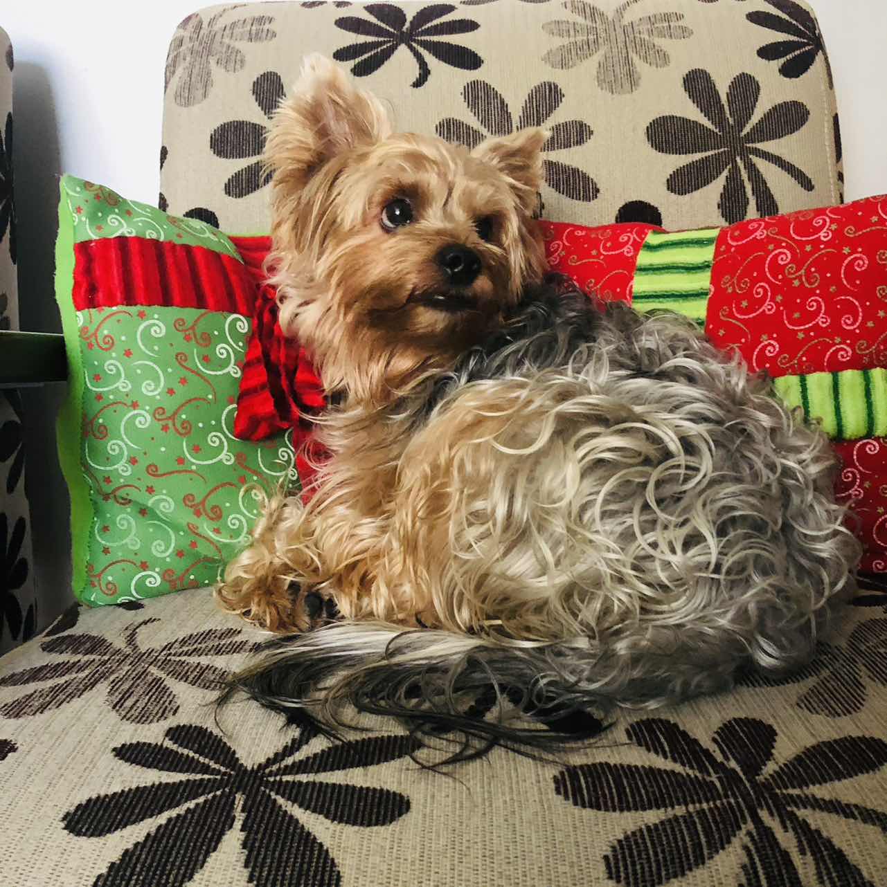 goodnovel comment avatar