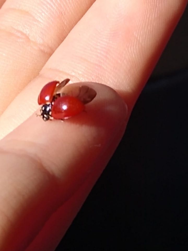 goodnovel comment avatar