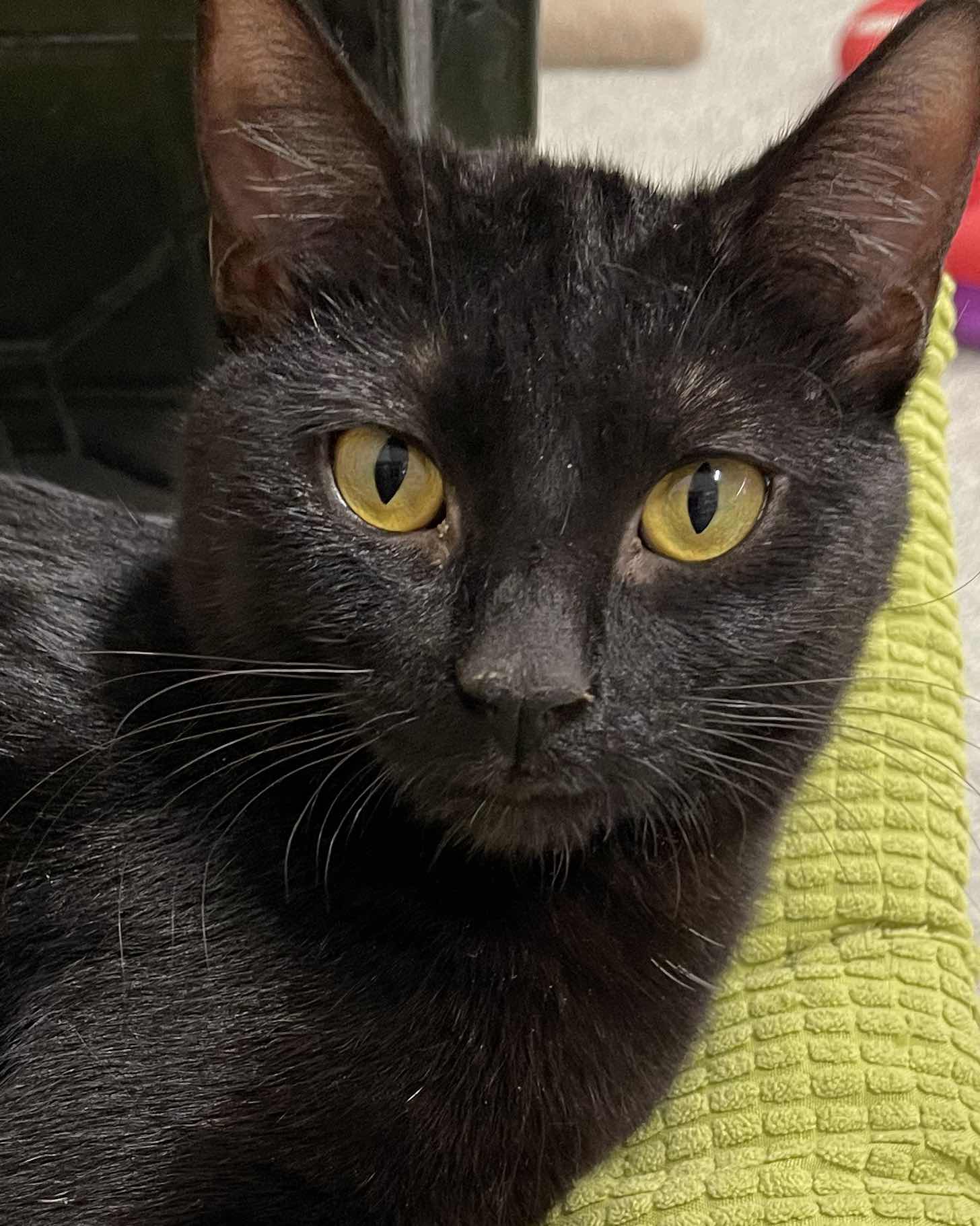 goodnovel comment avatar