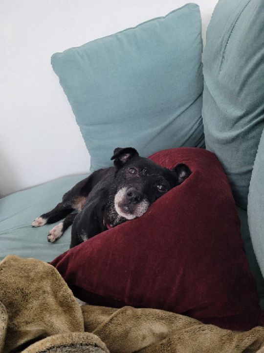 goodnovel comment avatar