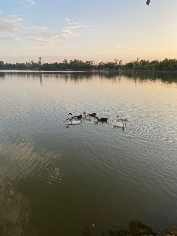 goodnovel comment avatar