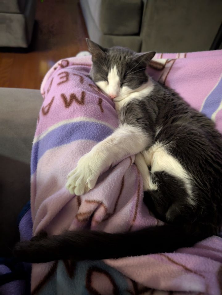 goodnovel comment avatar